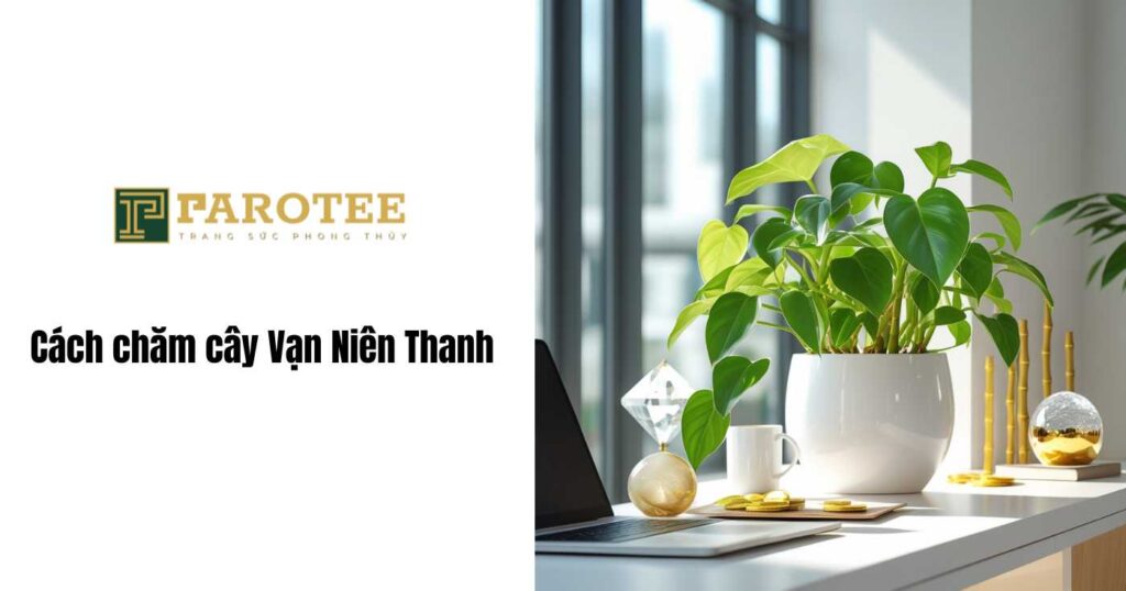 Cách chăm cây vạn niên thanh 