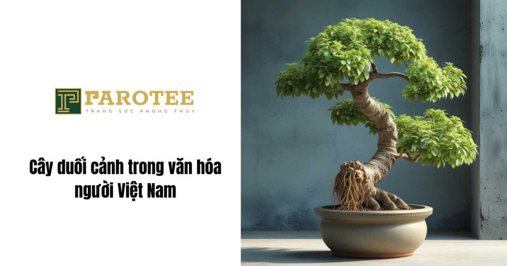 Cây duối cảnh trong văn hóa người Việt