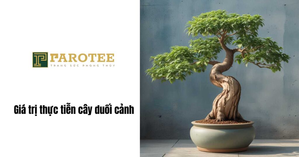 Giá trị thức tiễn cây duối cảnh 