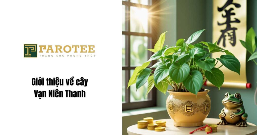 Giới thiệu cây vạn niên thanh 