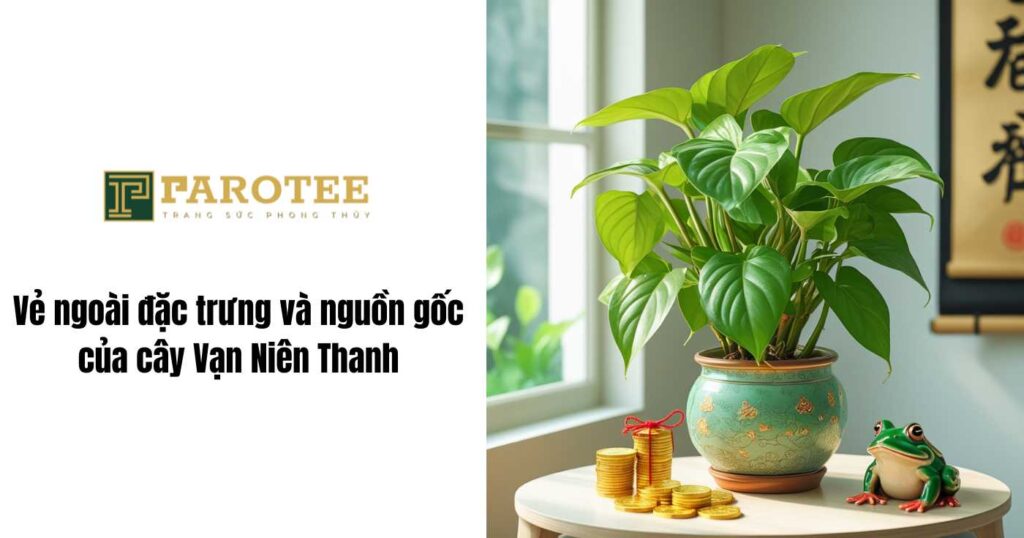 Nguồn gốc cây vạn niên thanh 