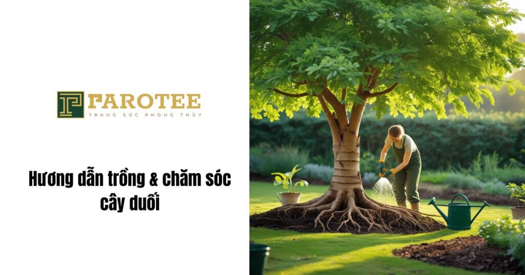 Hướng dẫn trồng và chăm sóc cây duối