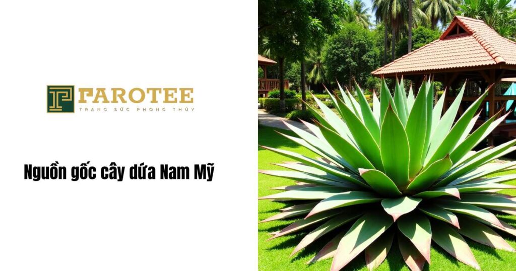 Nguồn gốc cây dứa nam mỹ 