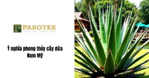ý nghĩa phong thủy cây dứa nam mỹ