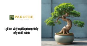 Ý nghĩa phong thủy cây duối cảnh