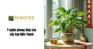 Ý nghĩa phong thủy của cây vạn niên thanh