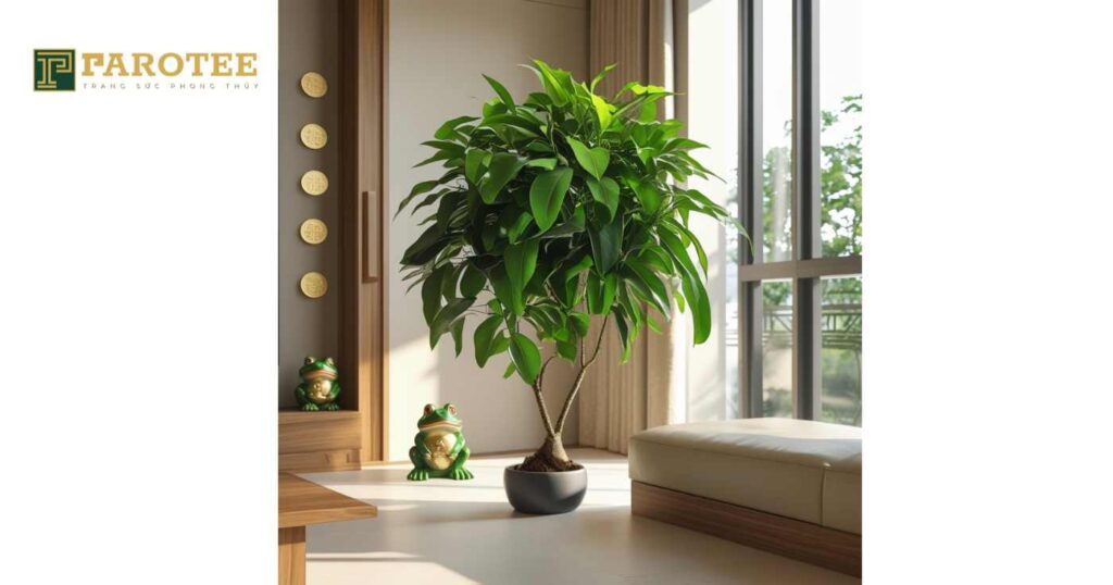 ý nghĩa phong thủy cây ngũ gia bì